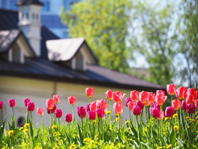 spring tulips in front of a home